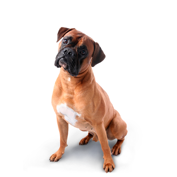 Imagen perro sección ubicaciones Dinaelite landing page