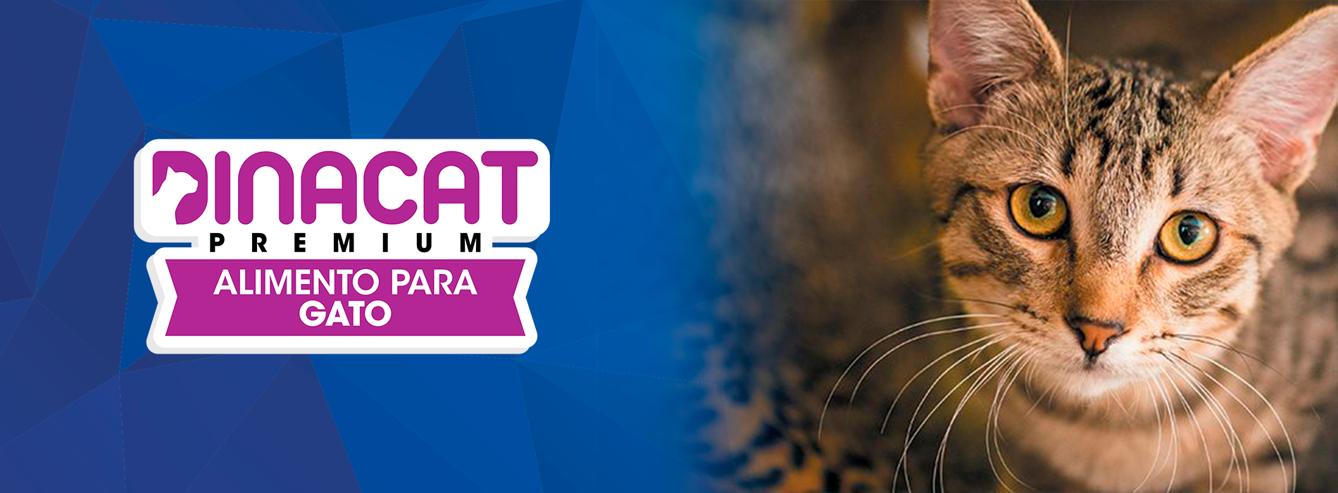 Portada landing page Dinacat