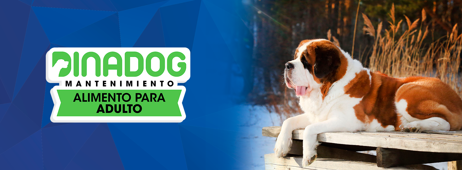 Portada landing page Dinadog